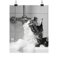 Bathroom Wall Art Print featuring Feline in Tub Decoration: black, white long-haired cat in a bathtub, realistic photographic