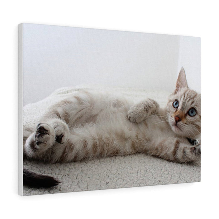 Charming Feline Canvas Wall Decor: white, cream cat, realistic photographic style