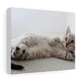 Charming Feline Canvas Wall Decor: white, cream cat, realistic photographic style