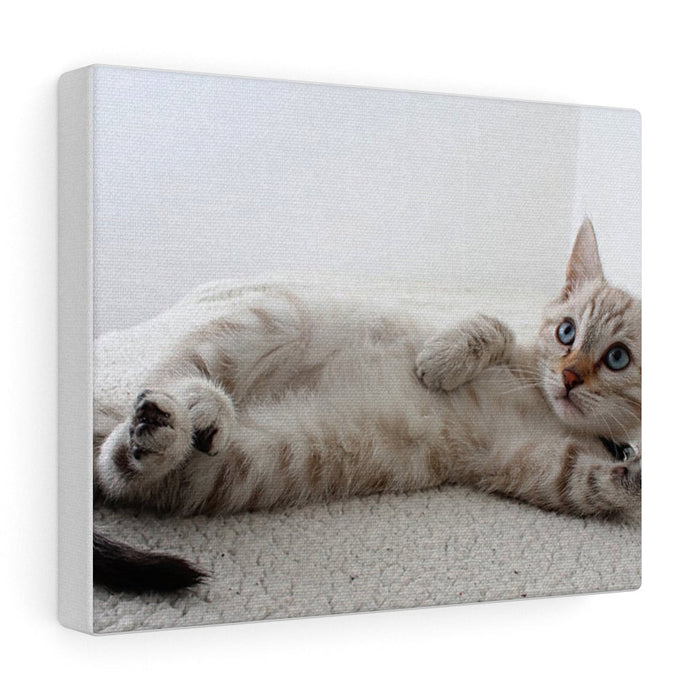 Charming Feline Canvas Wall Decor: white, cream cat, realistic photographic style