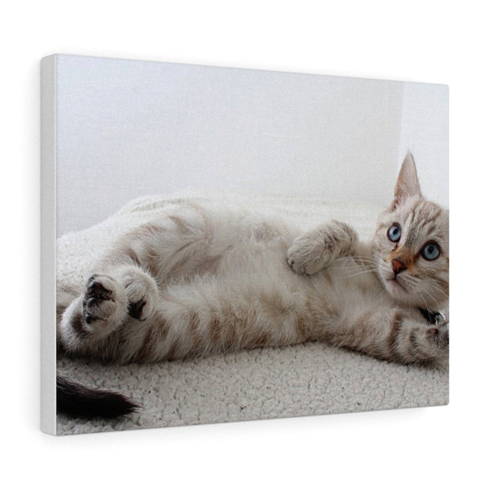 Charming Feline Canvas Wall Decor: white, cream cat, realistic photographic style