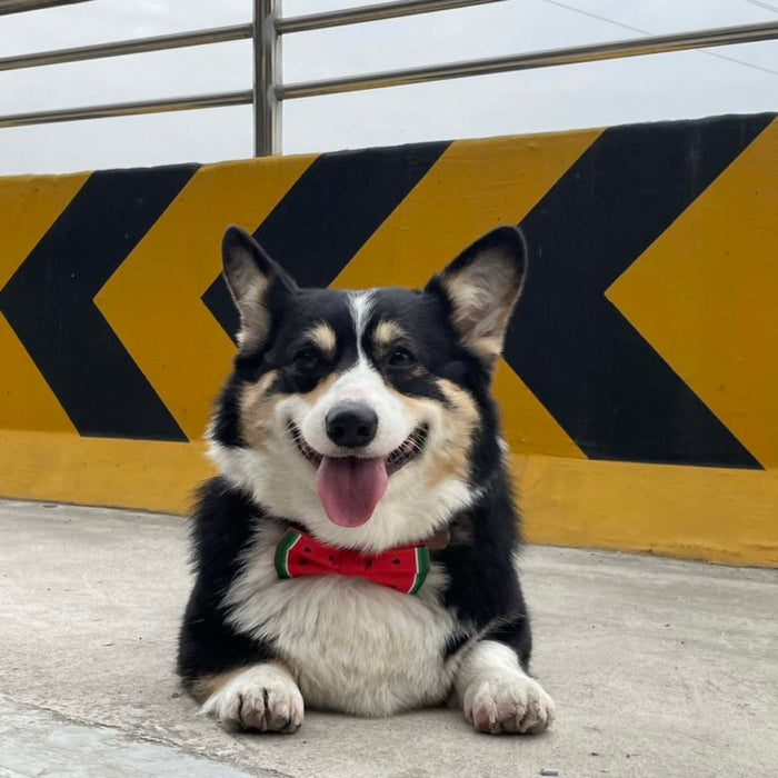 Cute Dog Bow Ties with Velvet Collar: multicolor, black bow ties, colorful patterned style