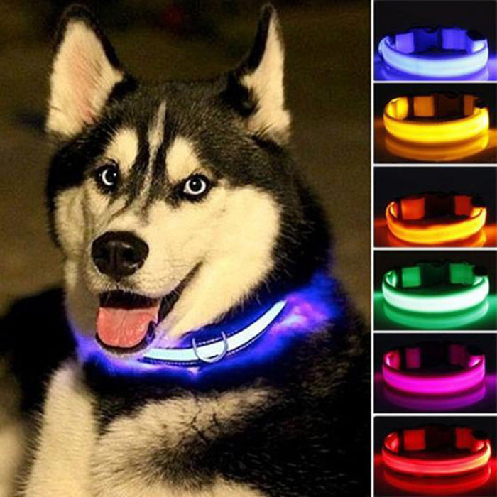 Nylon LED Dog Collar Set of 2: blue, purple dog (Siberian Husky), functional pet accessory style