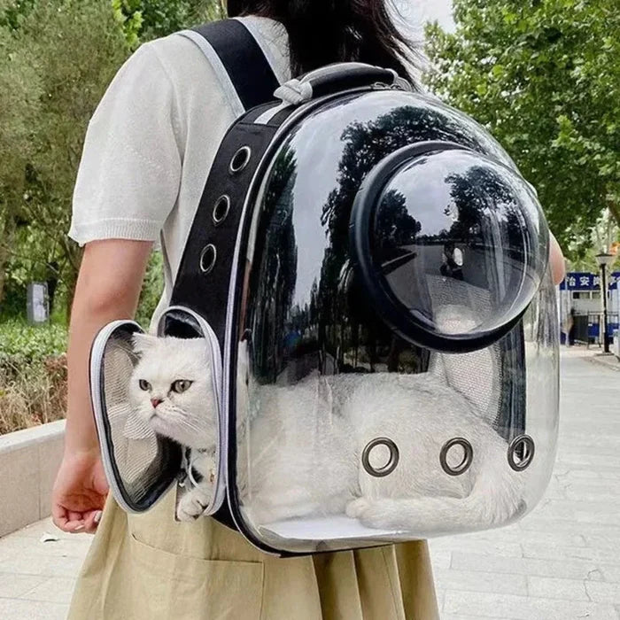 Transparent Pet Carrier with Breathable Design: clear, black cat, modern style