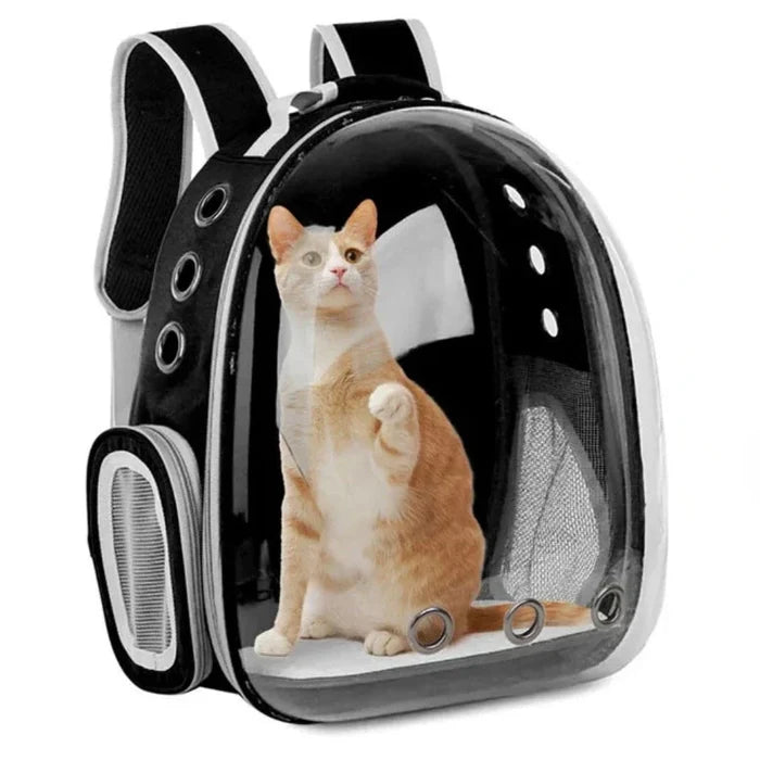 Transparent Pet Carrier with Breathable Design: clear, black cat, modern style