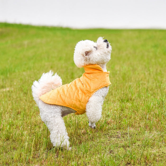 Winter Vest to Keep Dogs Cozy in Cold Weather: navy blue, white white dog, practical style